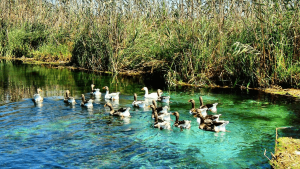 Datça Badem Çiçeği Festivali 1 Gece Konaklamalı Tur
